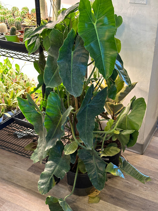 10" Philodendron burle-marxii Totem