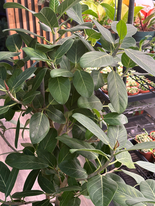 12" Ficus benghalensis "Audrey"