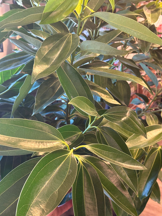14" Cinnamomum verum "Canela Cinnamon"