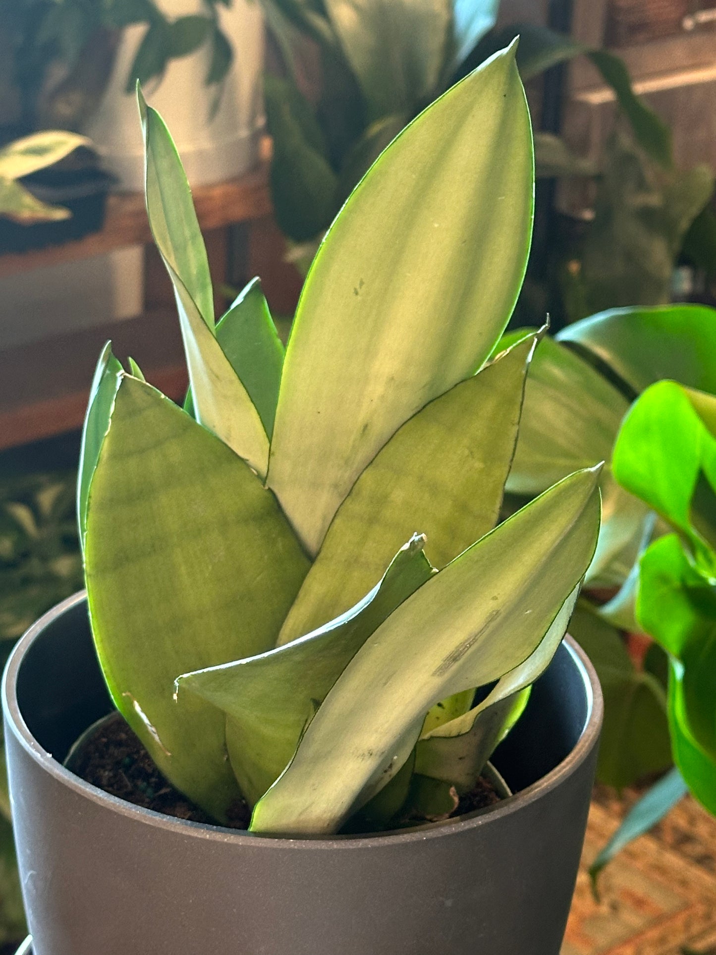 Sansevieria 'Moonshine' 6"