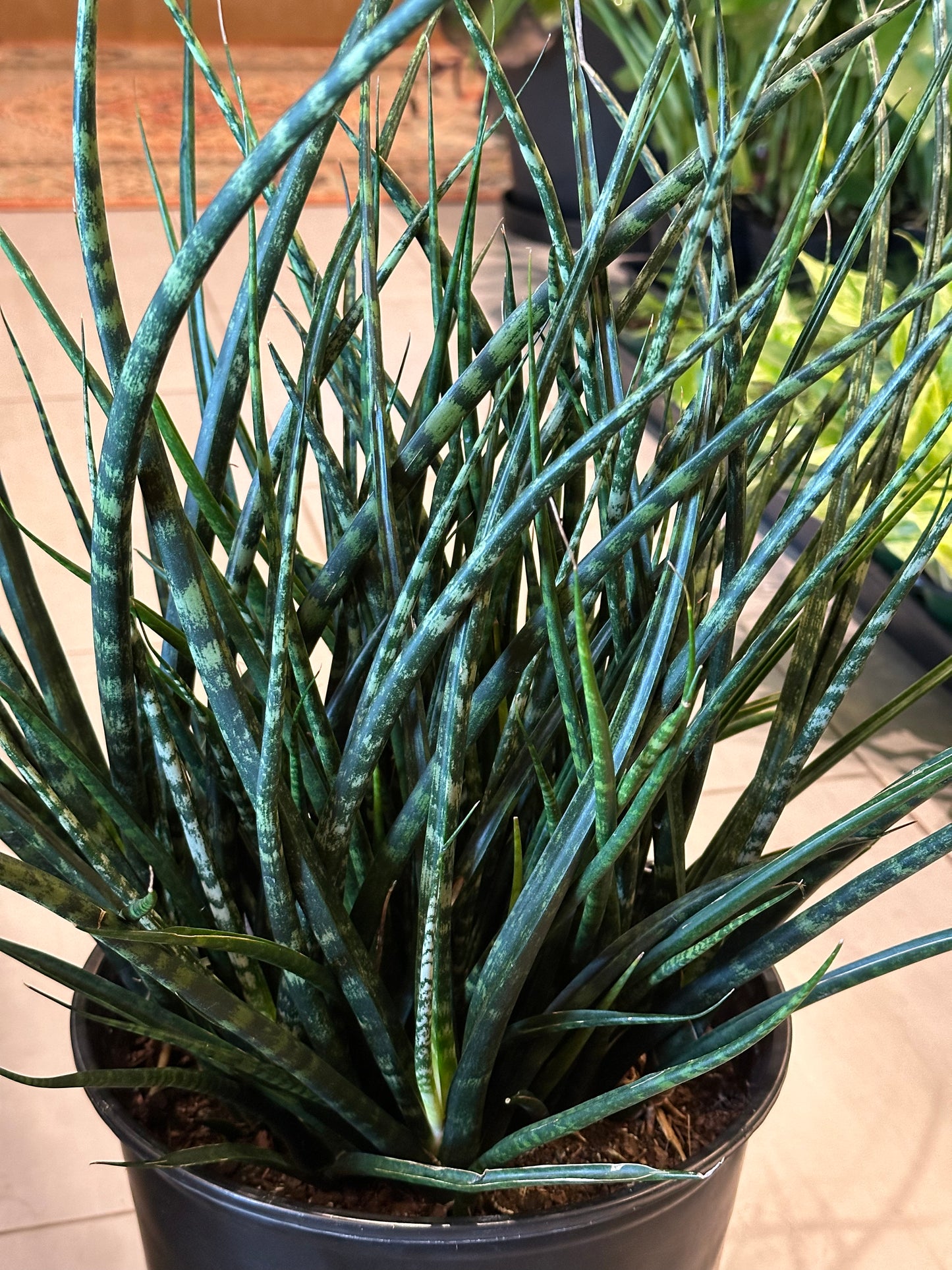 10" Dracaena "Fernwood"