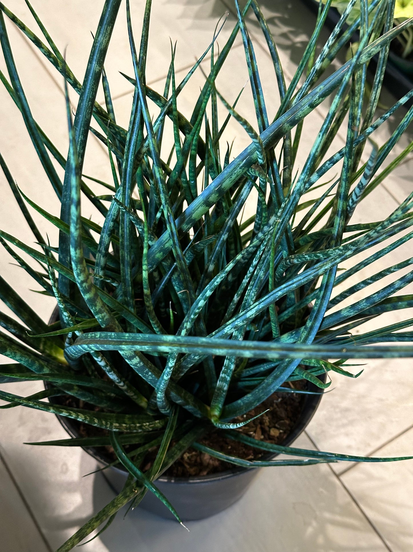 10" Dracaena "Fernwood"