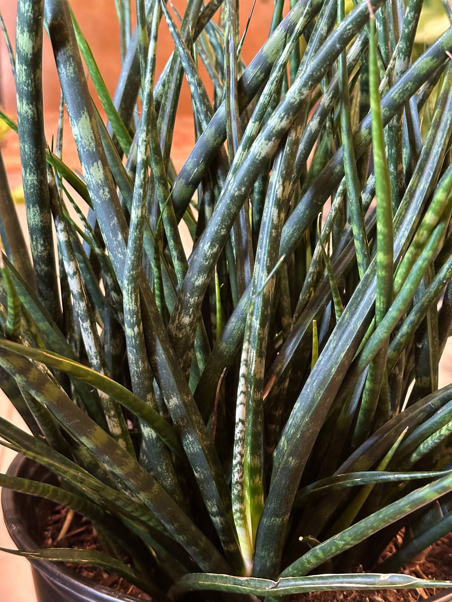 10" Dracaena "Fernwood"