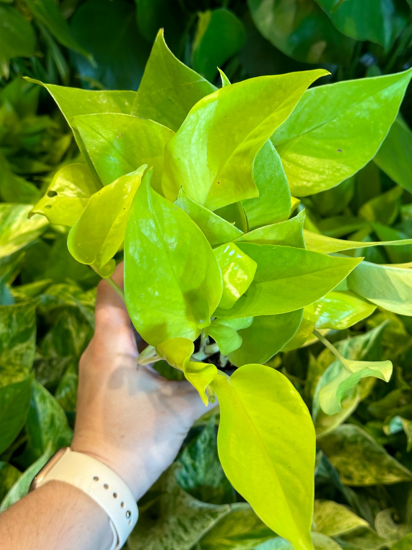 Pothos 'neon' 4"