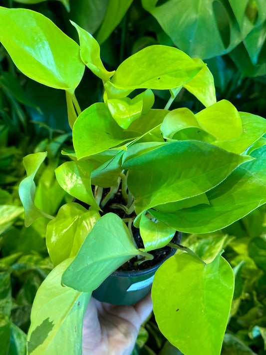 Pothos 'neon' 4"