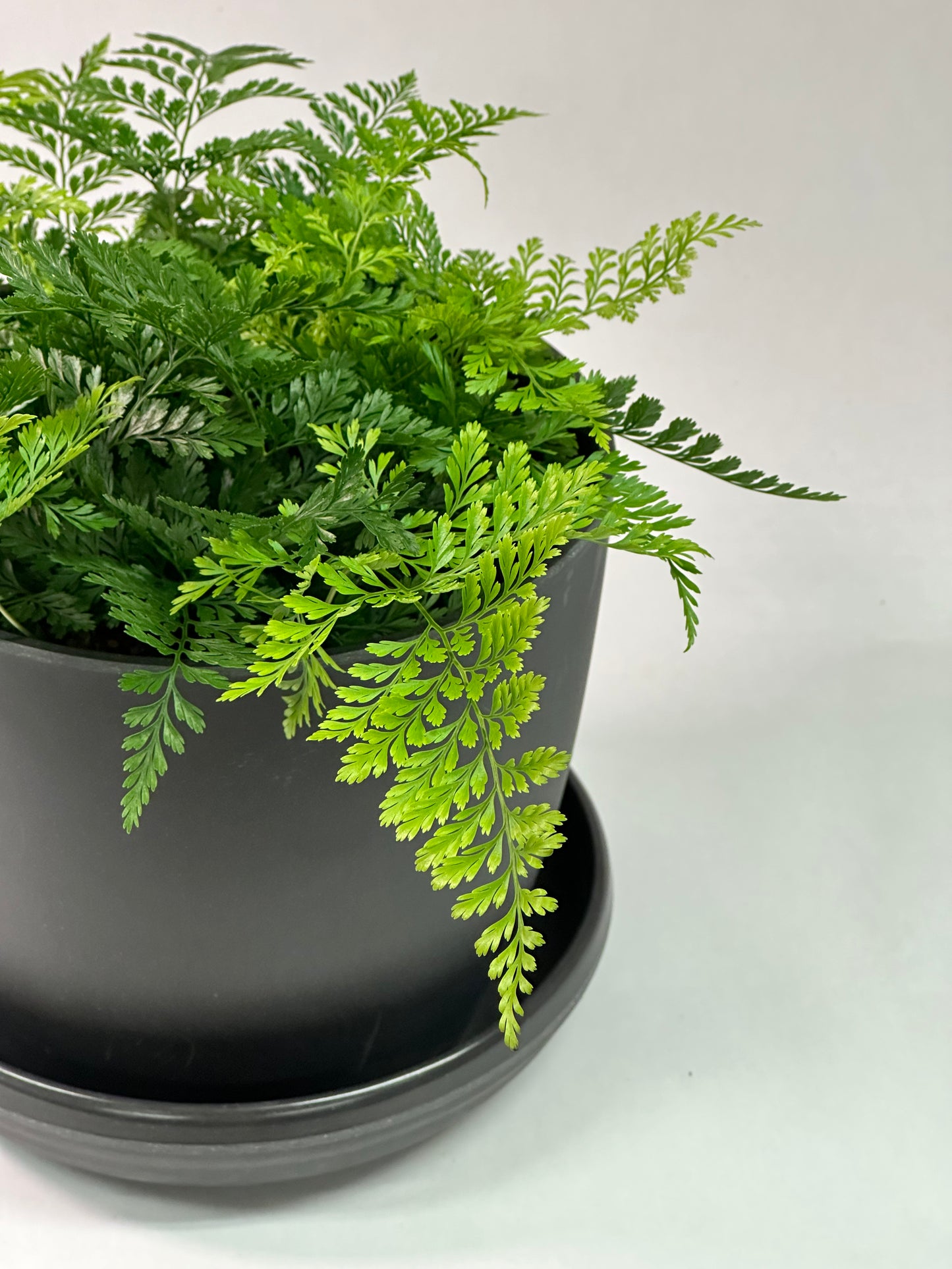 6" Rabbit's Foot Fern