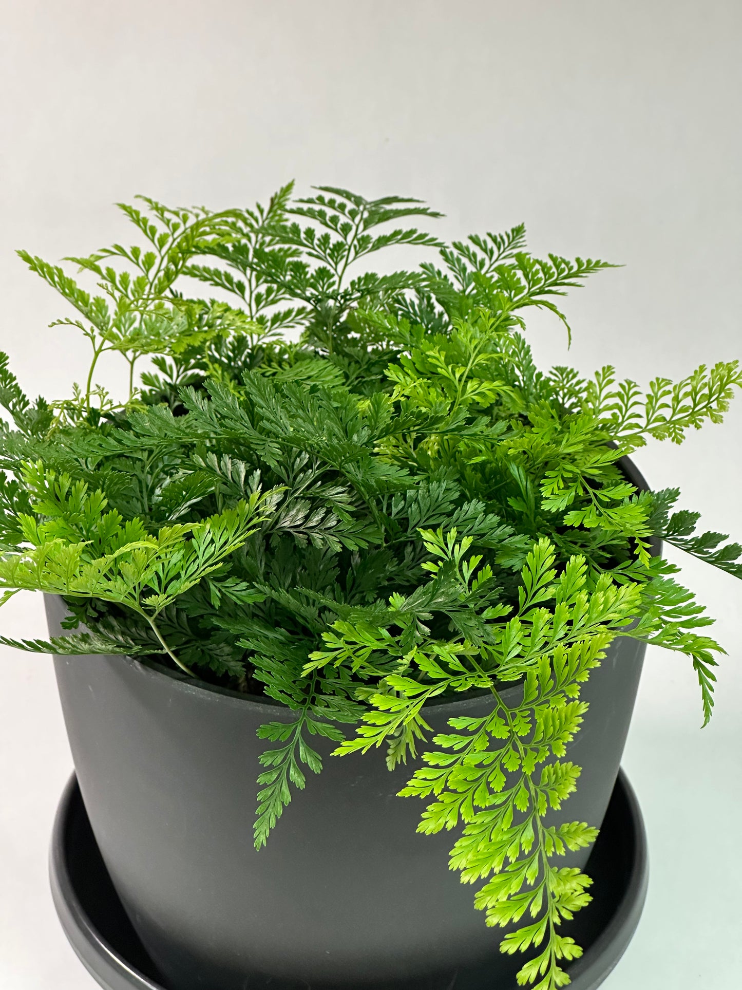 6" Rabbit's Foot Fern