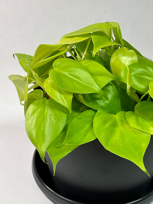 6" Philodendron hederaceum "Lemon"