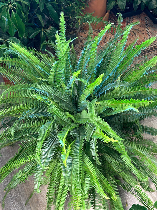 10" Fern Kimberly Queen