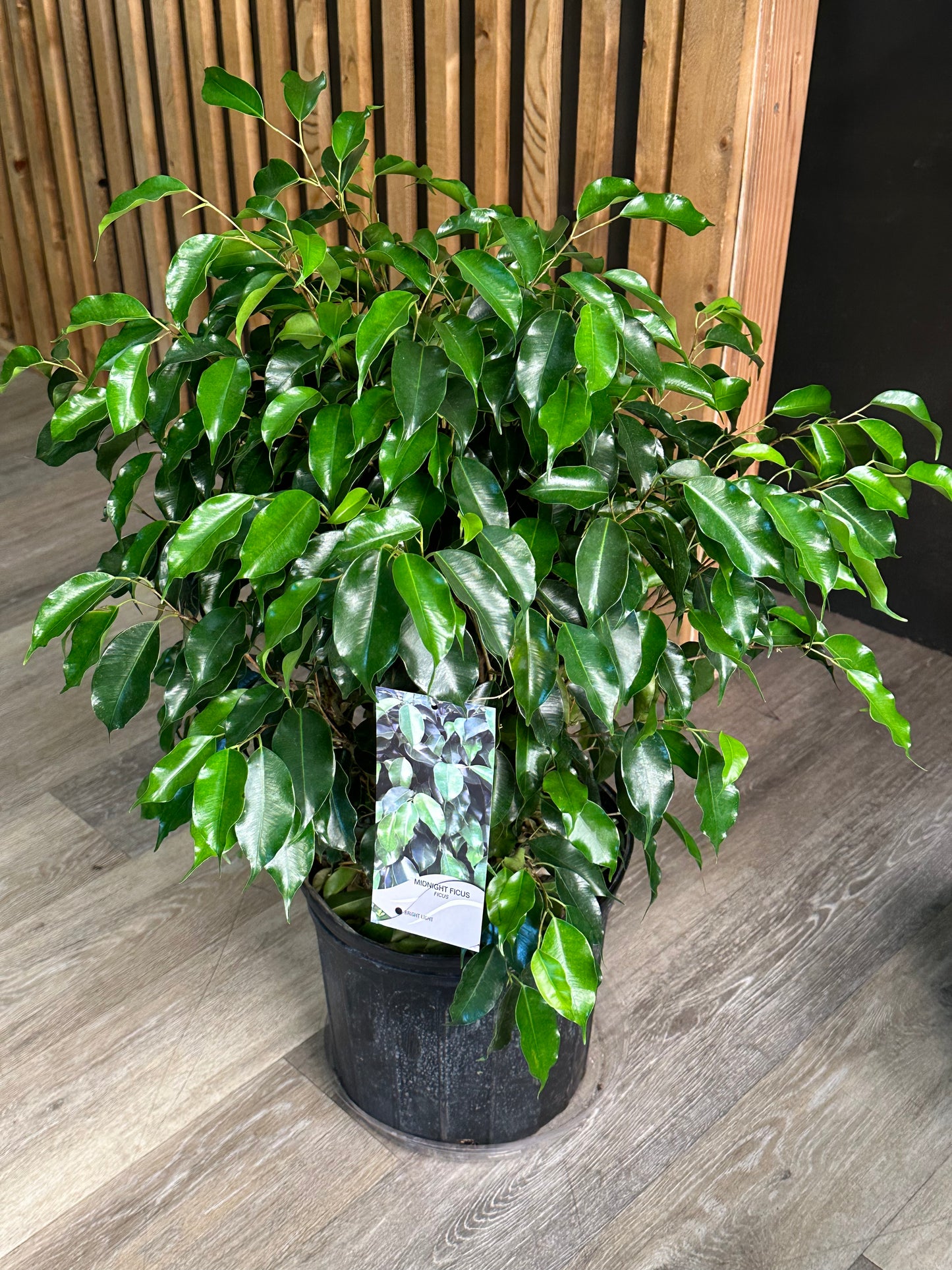 10" Ficus "Midnight"