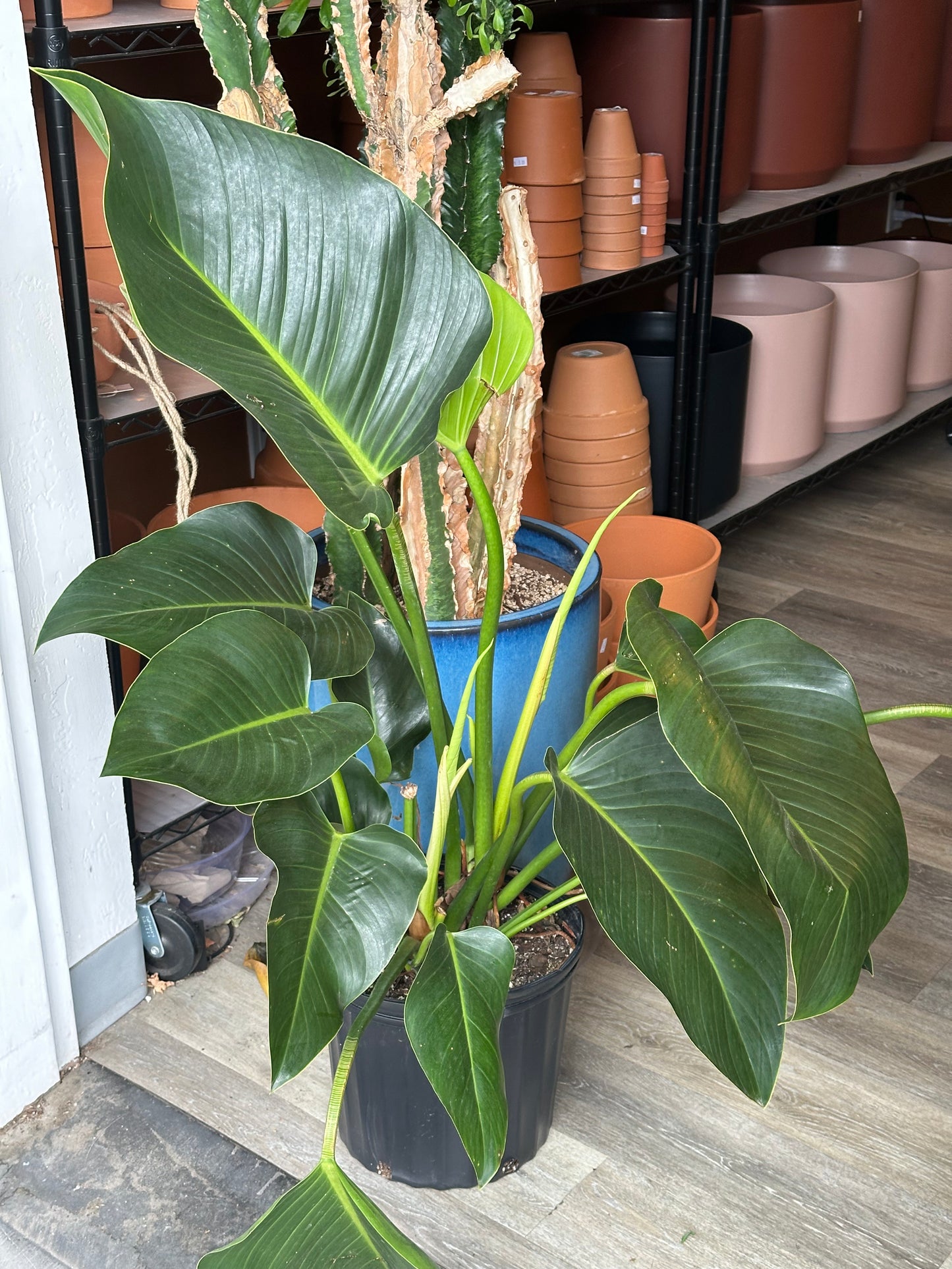 10" Philodendron "Congo Green"