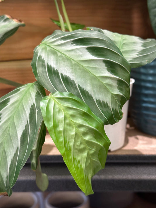 4" Maranta leuconeura Assorted