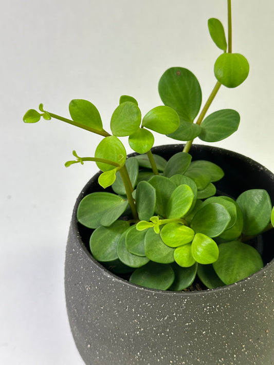 4" Peperomia "Hope"