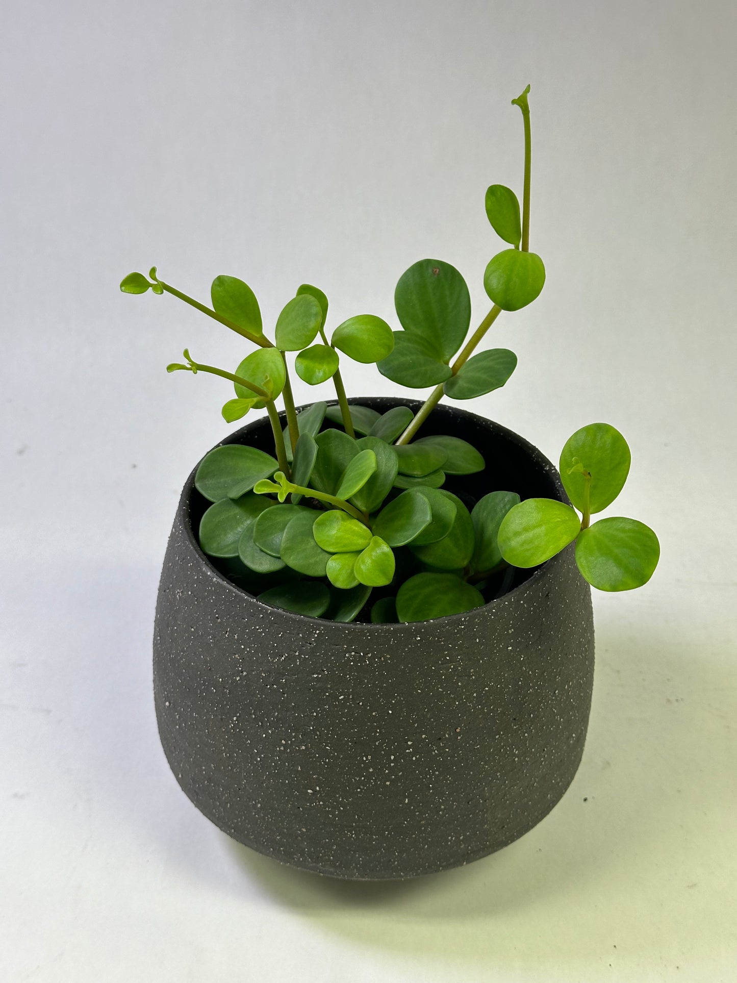 4" Peperomia "Hope"