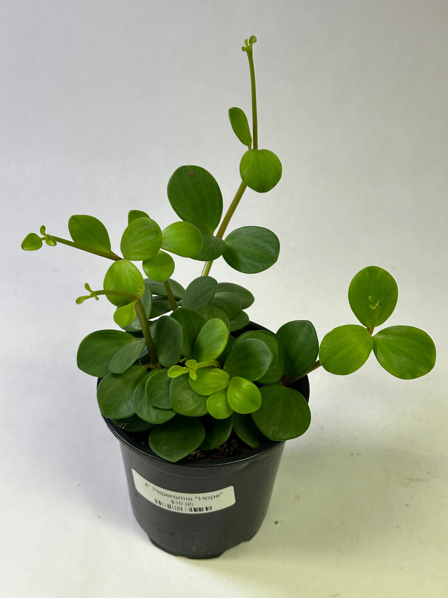 4" Peperomia "Hope"