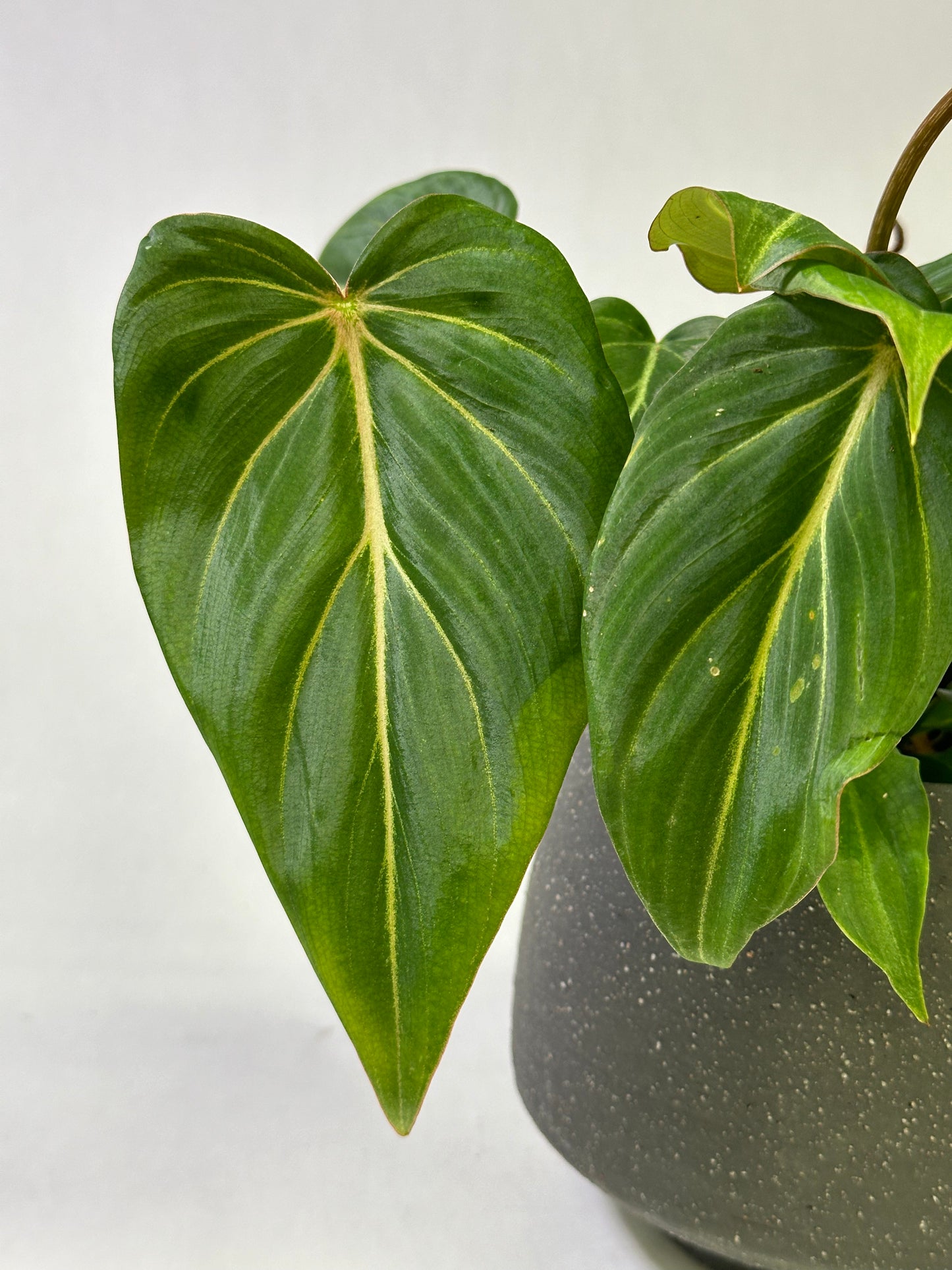 4" Philodendron gloriosum