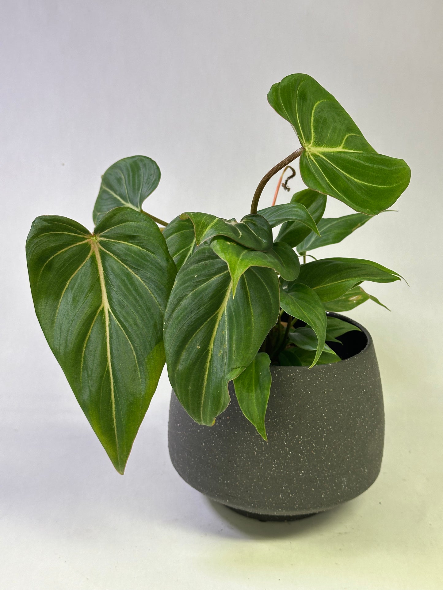 4" Philodendron gloriosum