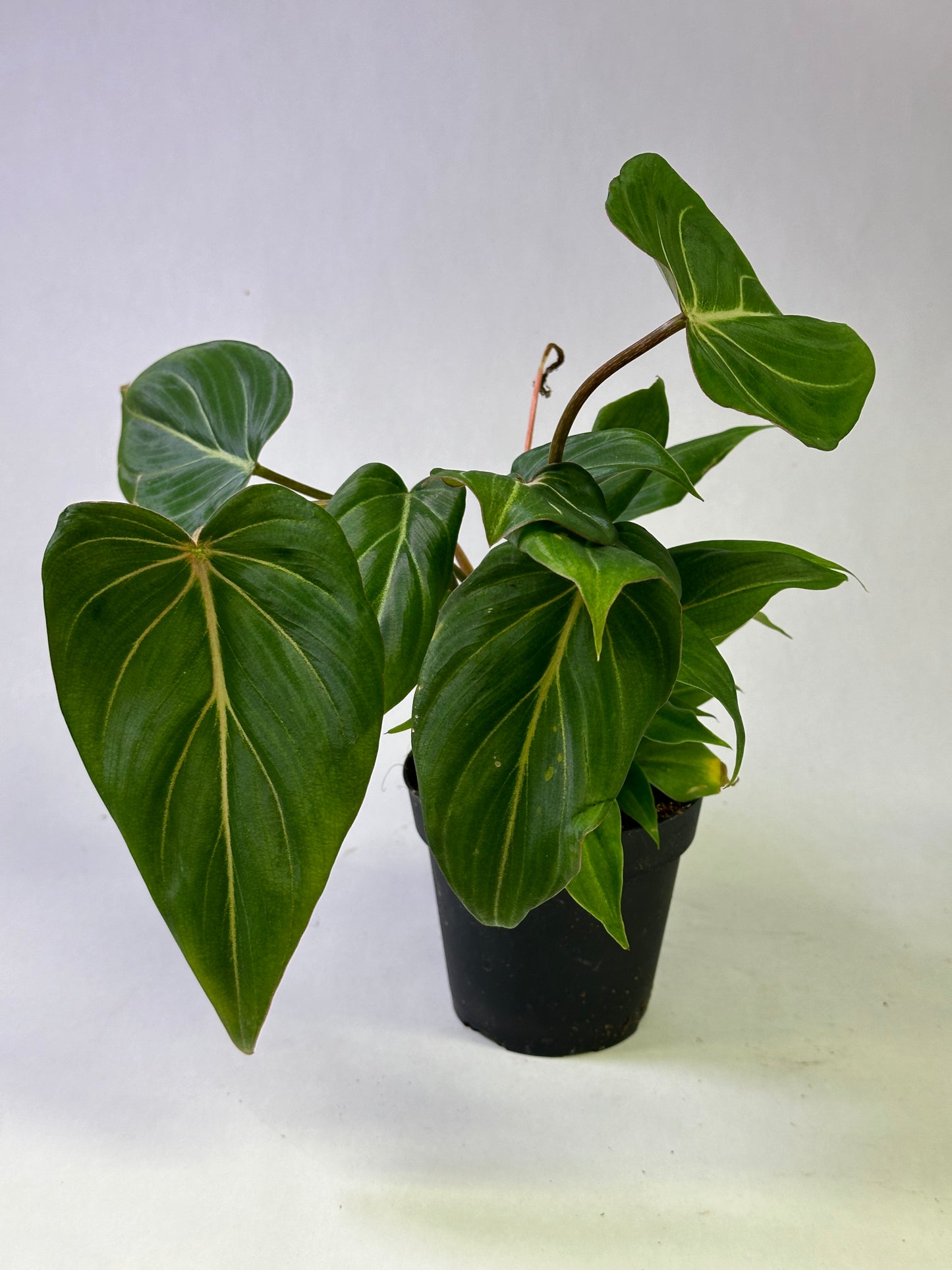 4" Philodendron gloriosum