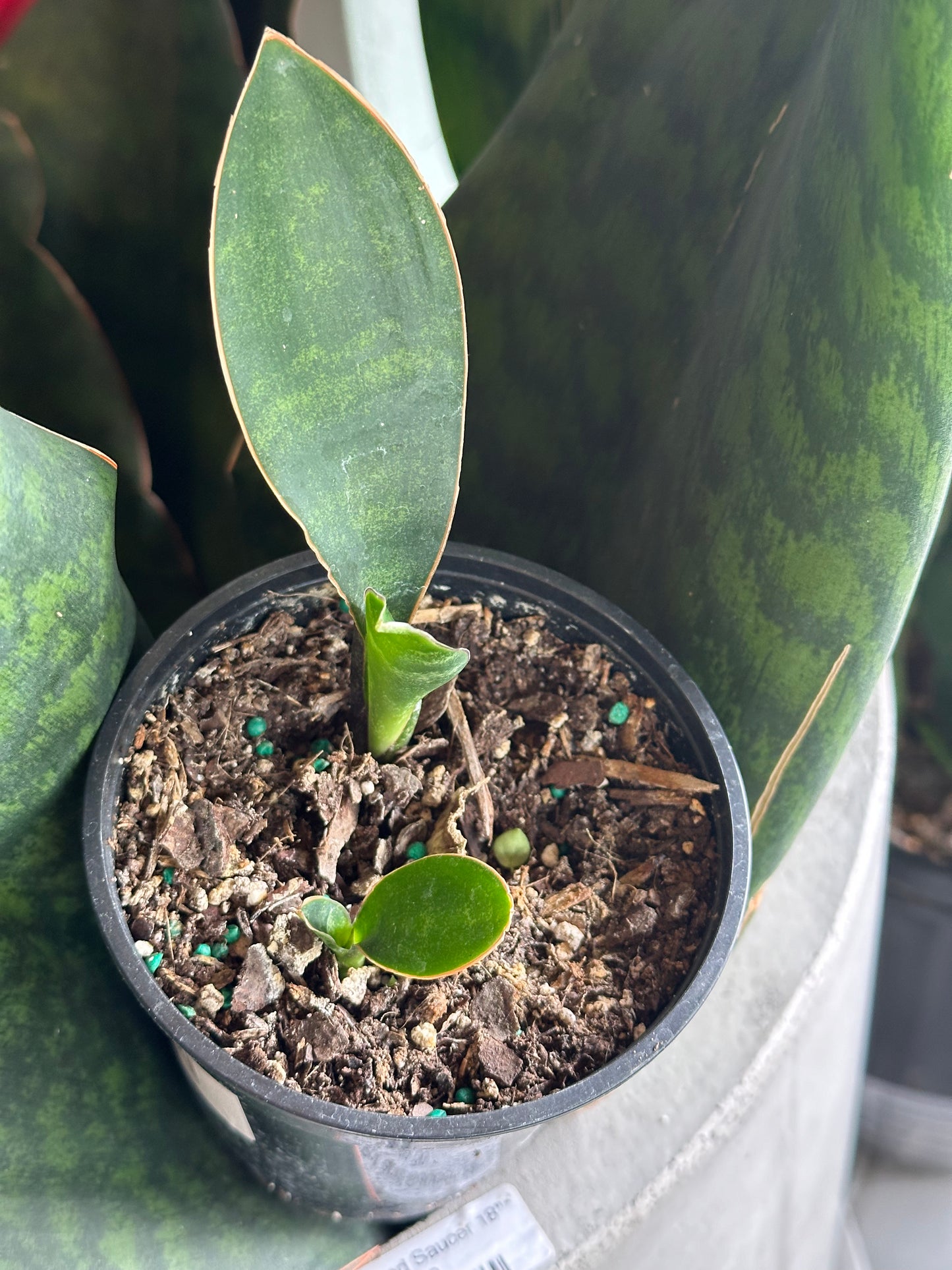 4" Sansevieria Whale Fin