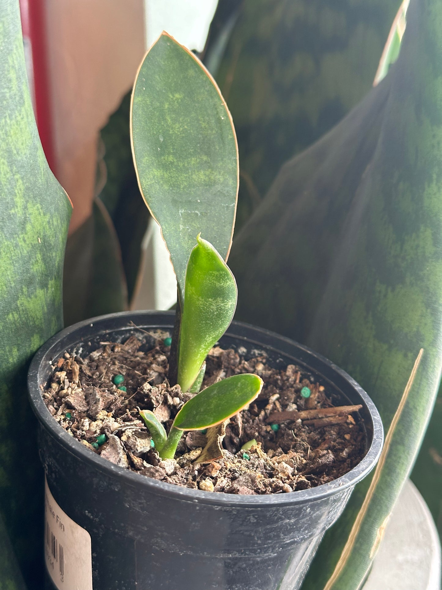 4" Sansevieria Whale Fin