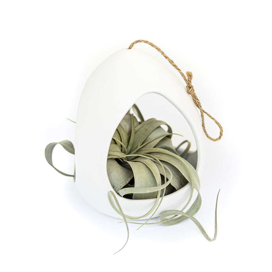 Large Hanging Pod