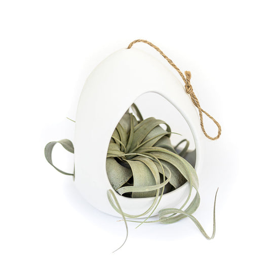 Large Hanging Pod