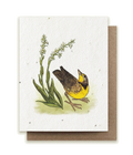 Meadowlark & Prairie Orchid Plantable Herb Card