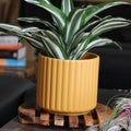 Palm Spring 8" Combed Mustard
