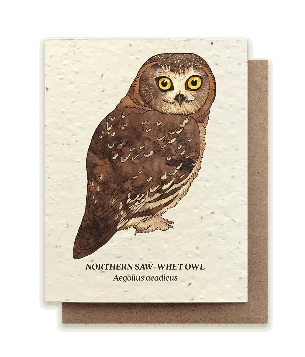 Northern Saw-Whet Owl Plantable Wildflower Seed Card