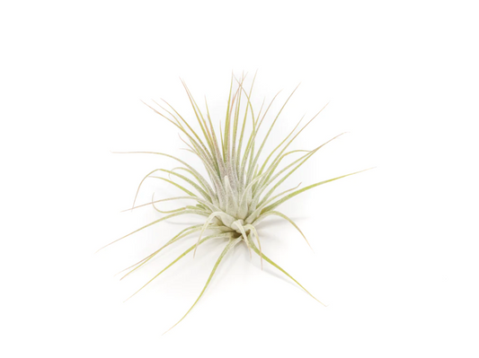 Tillandsia ionatha guatemala