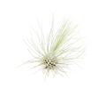 Tillandsia argentea