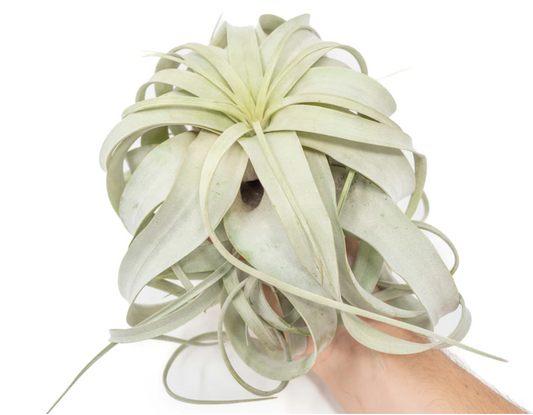 Tillandsia xerographica Lg