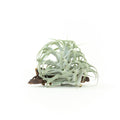Tillandsia cacticola Small