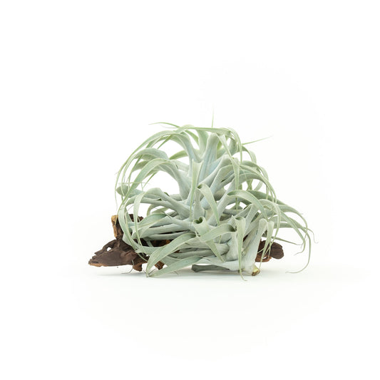 Tillandsia cacticola Small