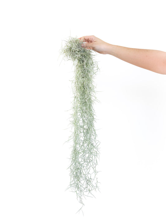 Colombian Spanish Moss