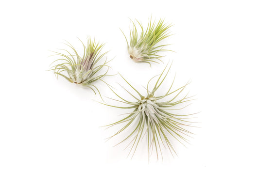 Tillandsia ionatha