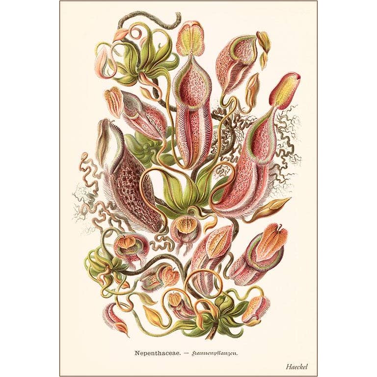 Found Image Print - Carnivorous Nepenthes Pitchers