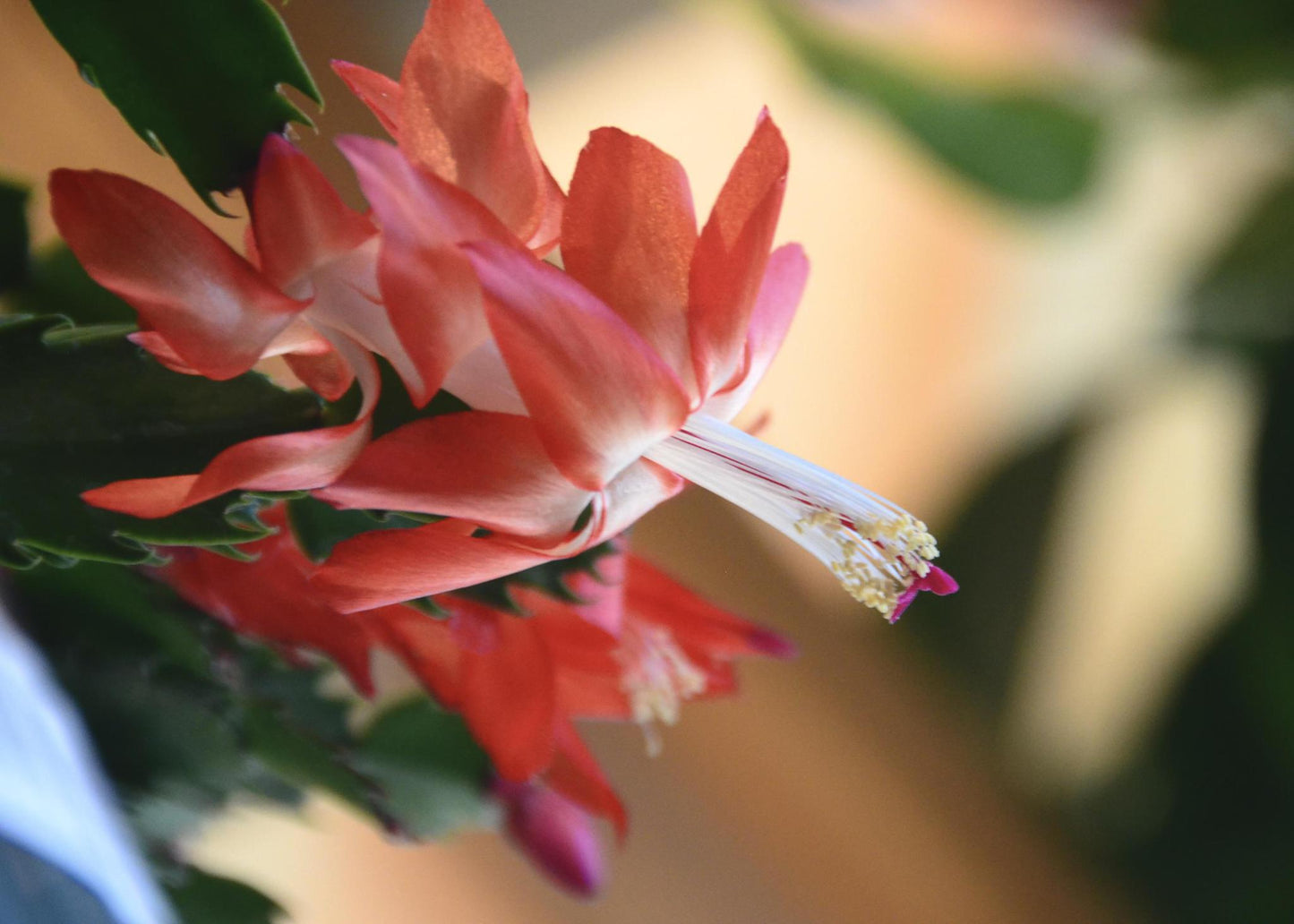 4" Christmas Cactus Assorted